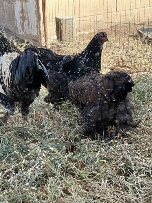 Хуроз товуклар ( Туркия парселан)