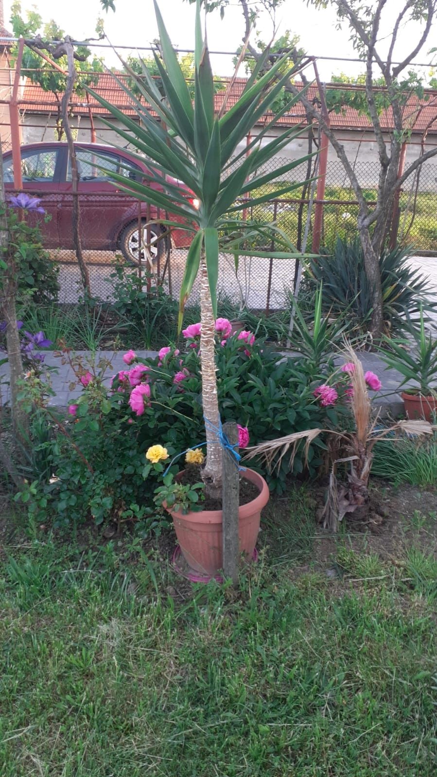 Yucca de vânzare.