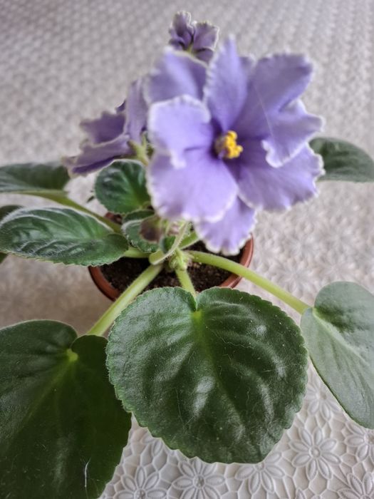 Цветы комнатные молодые