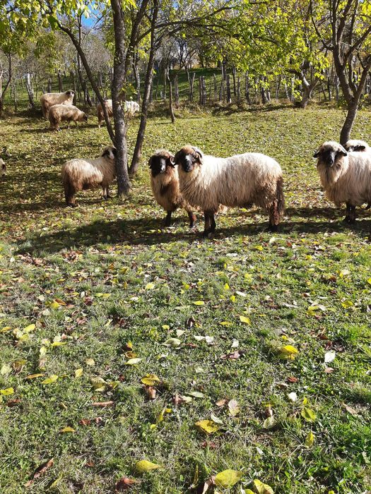 2 berbecuți de vânzare
