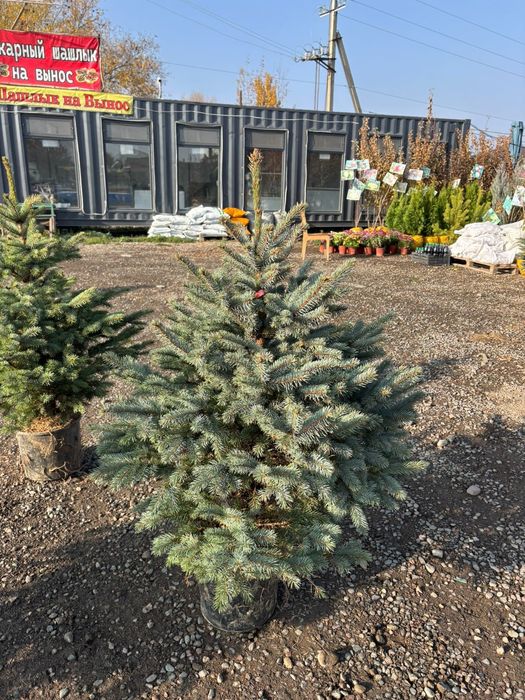Ель голубая ель от 60см до 4м  Из питомника, опт и розница