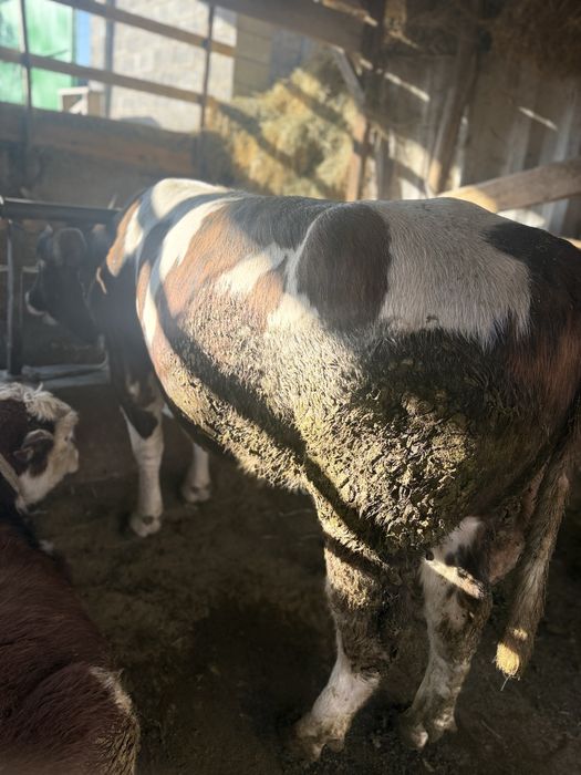 Продам быка стоит