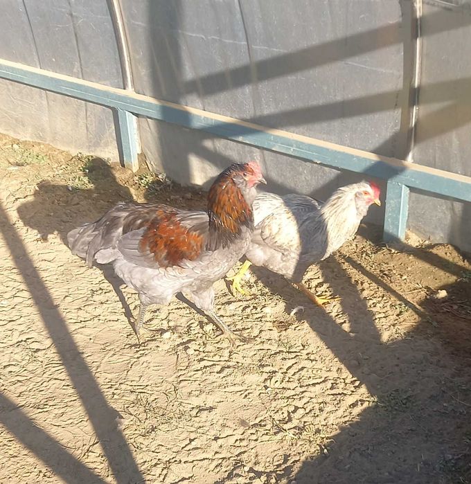 Петлета Араукана