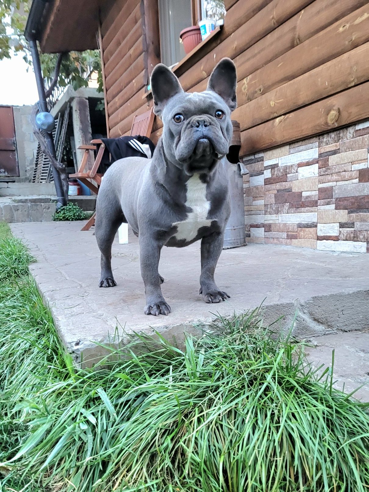 Син Френски булдог Blue French bulldog