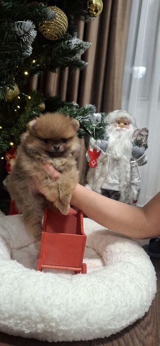 Baietel pomeranian cu pedigree
