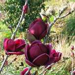 Magnolia genie .