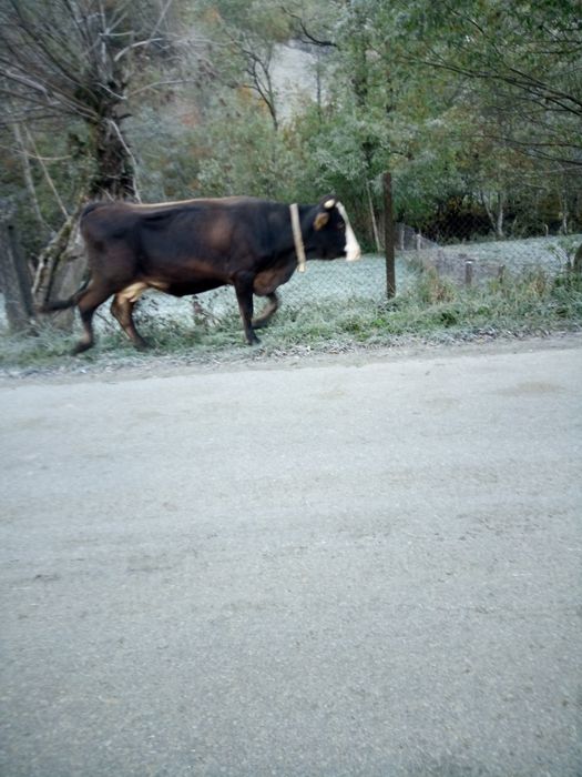 Vacă de vînzare mai multe detalii la telefon
