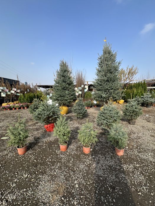 Елка Голубая. Елка Голубой. Елка