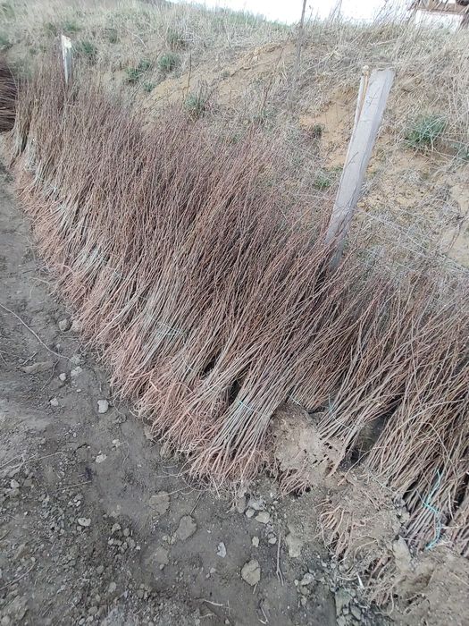 Puieti De calitate superioara cu dezvoltare dubla