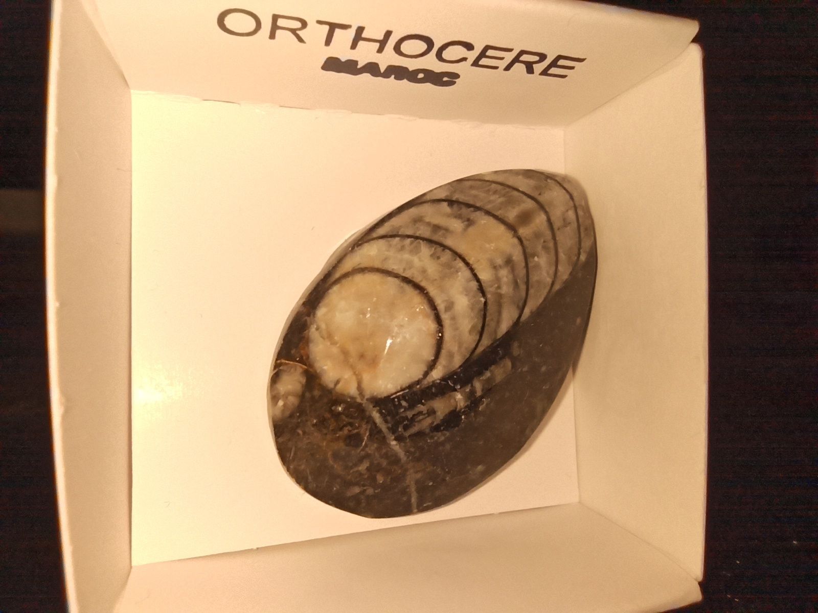 Продам окаменелости ракушки моллюск Ортоцерасы