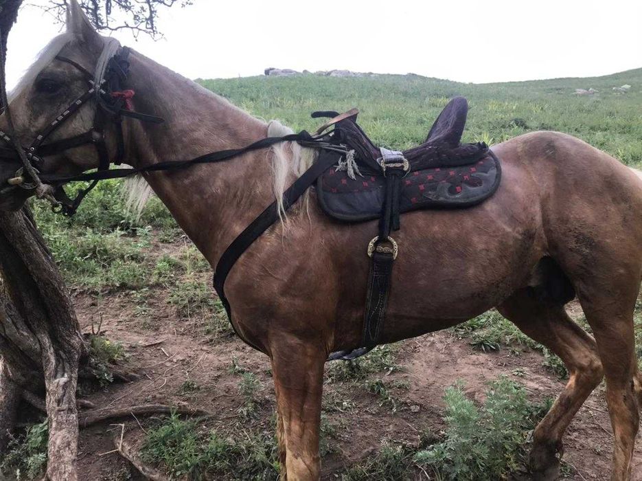 продам лошадь жеребец