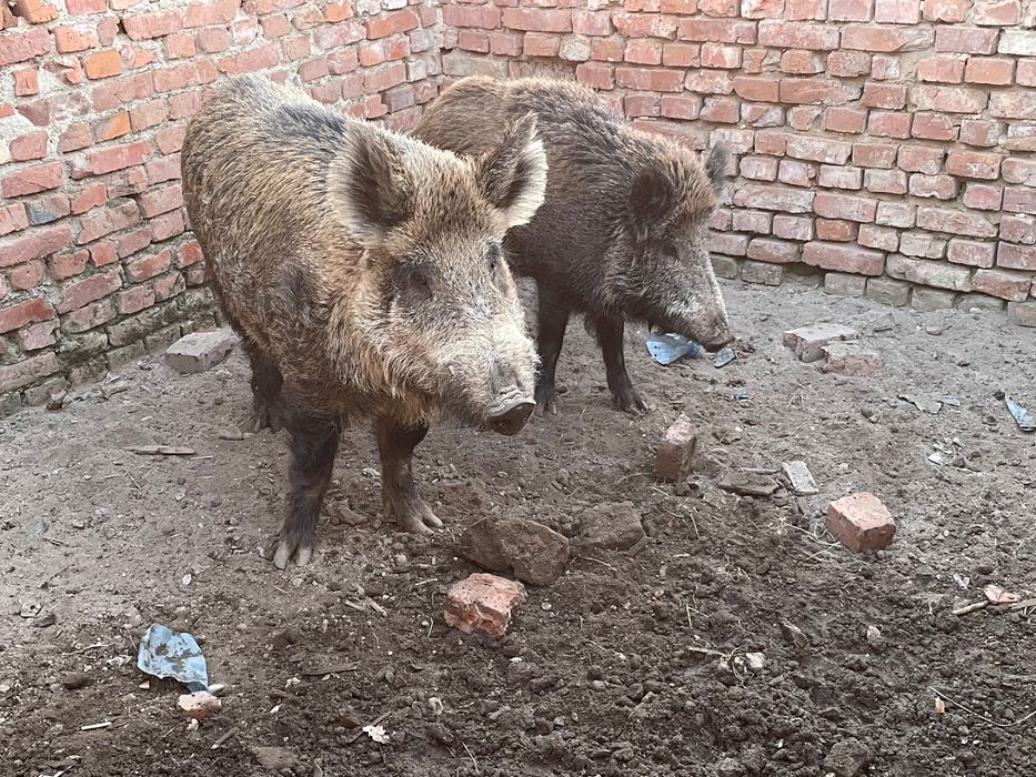 Прасета за продаване