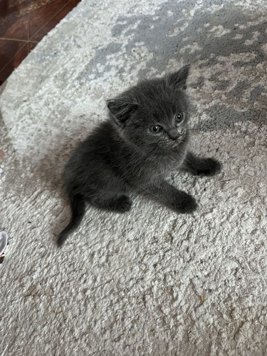 Котенок британка продается