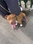 American Bully(baiat)