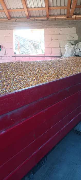 De vanzare porumb boabe 2025
De vanzare graunte recolta 2025
Boabe usc