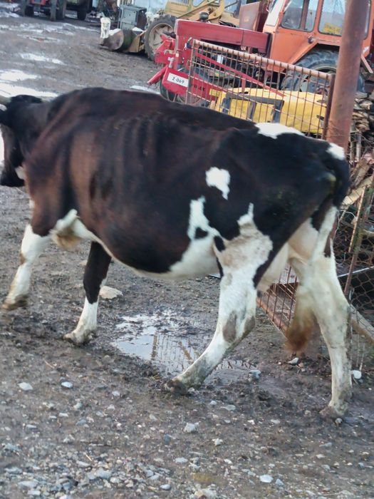 Vând vaci și juninci