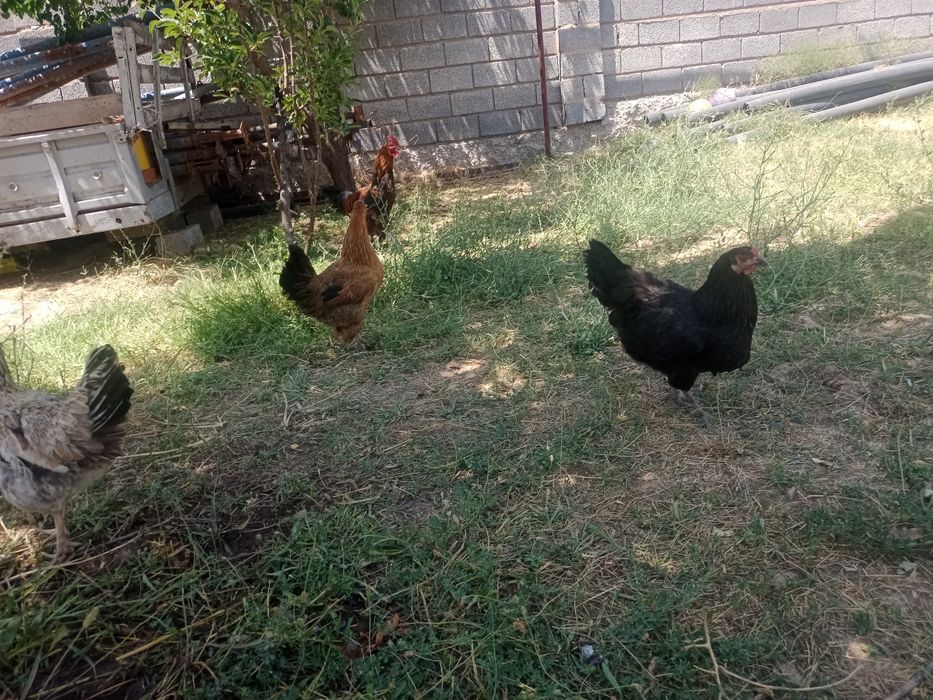 Туып тұр жас тауықтар