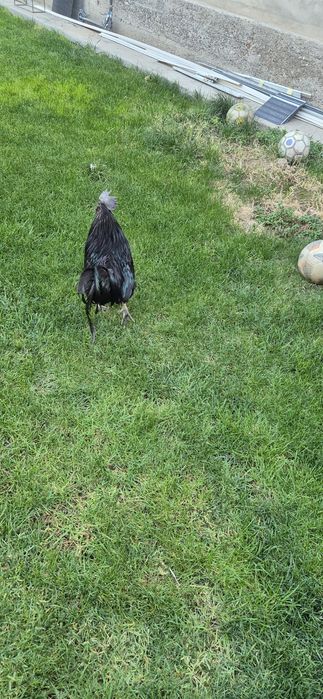 Qara shaxzoda xoroz sotaman