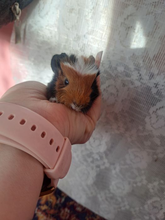 Porcusori de guineea