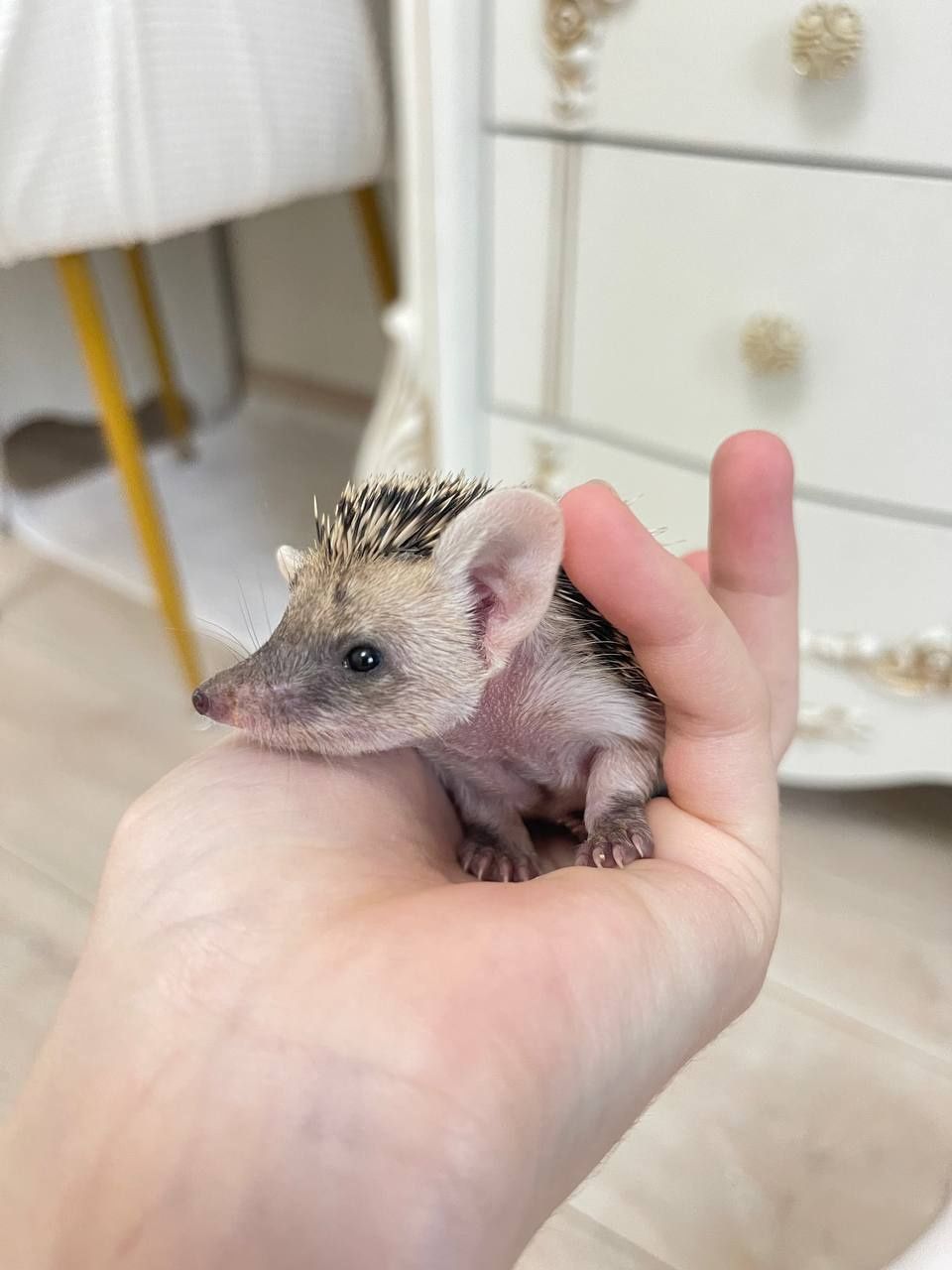 Домашние животные