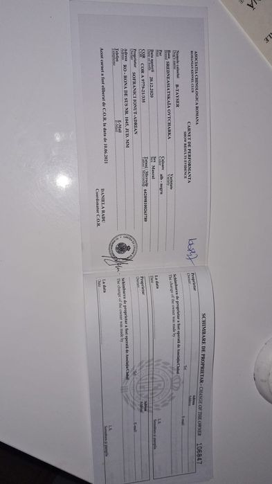 Vand mascul Asia centrala sau schimb pe oi