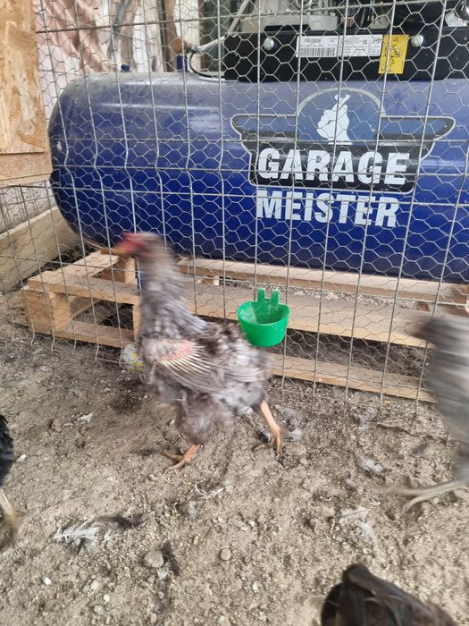 Araucana 2+1 potarnichiu si barat