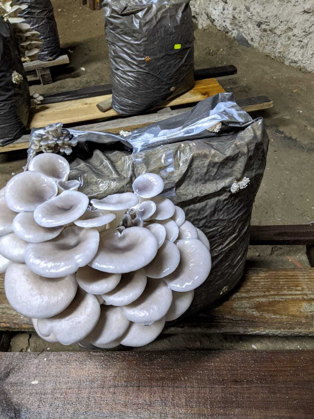 Set 4 Saculeti  inoculați cu miceliu  Pleurotus