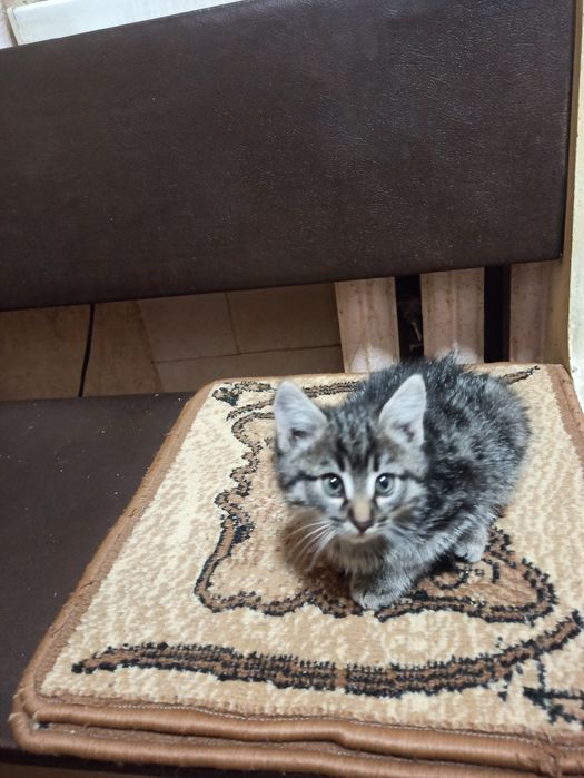 Отдам котенка в добрые руки