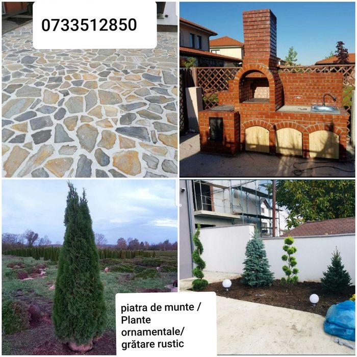 Tuia/mesteacan/Leylandii