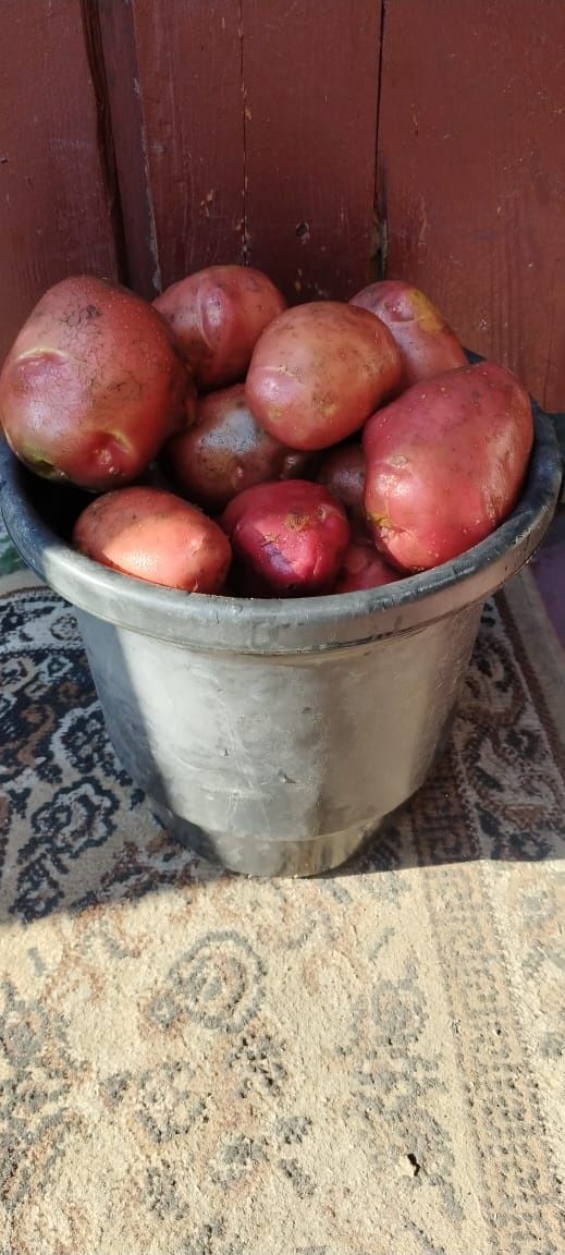 Продам картофель