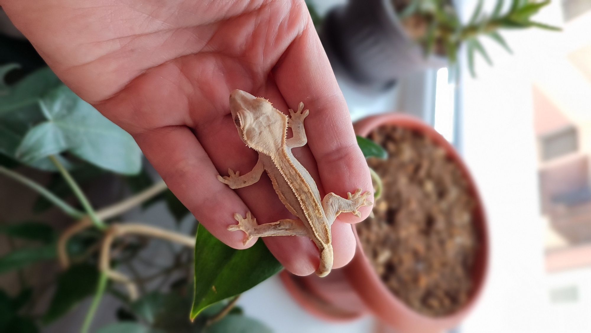 Цилиатус / Ресничестият Бананояден Гекон / Correlophus ciliatus