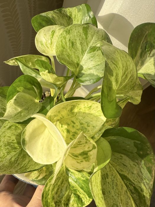 Эпипренум хэпи лив