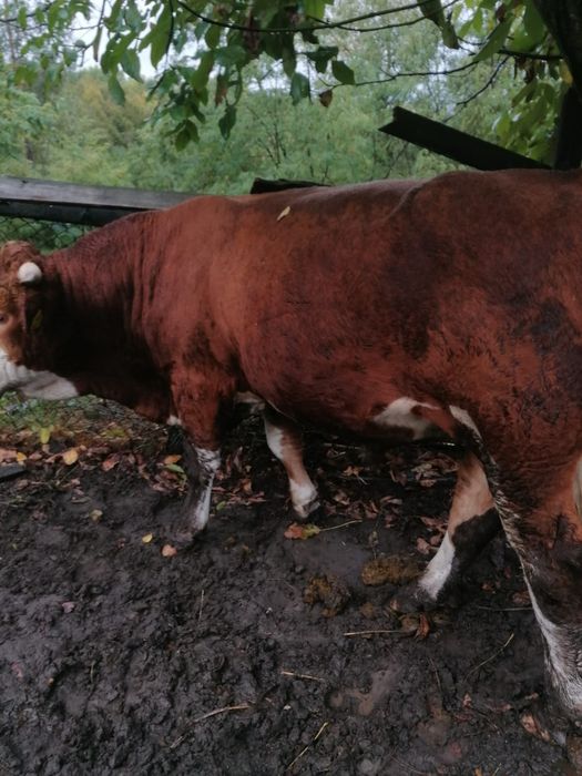 Vând vitea si taur de rasă