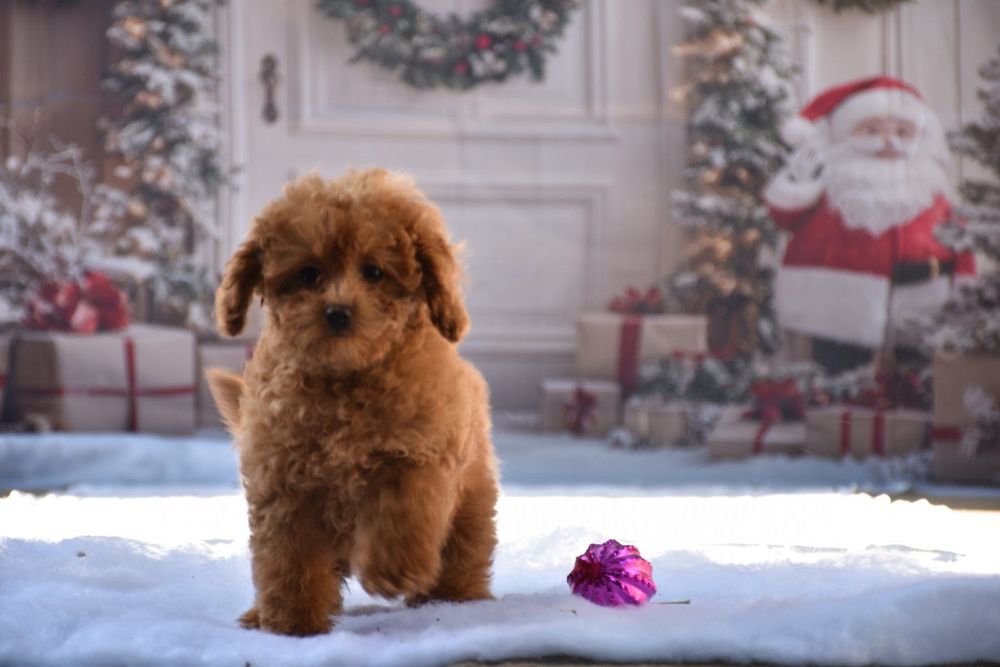 Той пудел (Toy poodle)