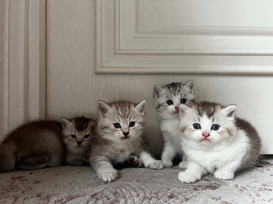 Котята 1 месяц пародистые
