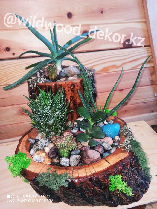 Композиция из суккулентов