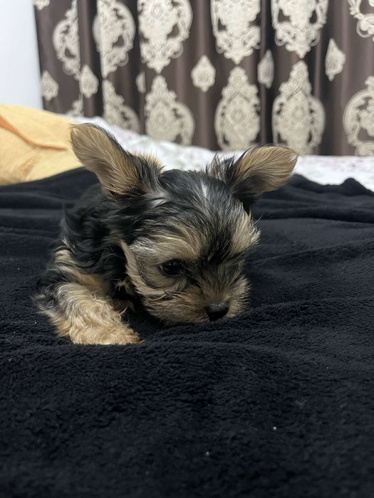 Yorkshire terrier de talie mica