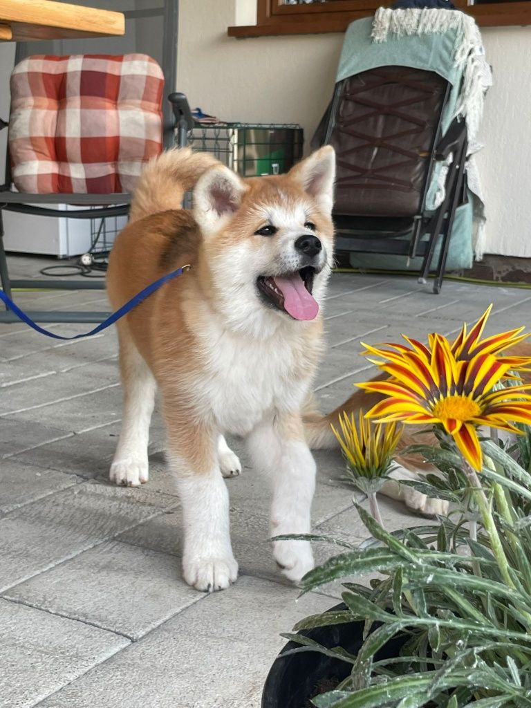 Akita Inu Japonez