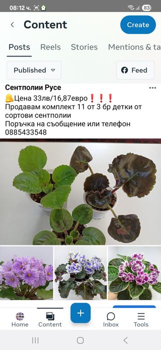 Сортова сентполия