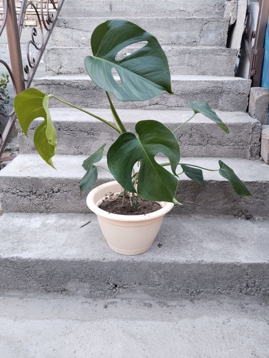 Продаются Монстера