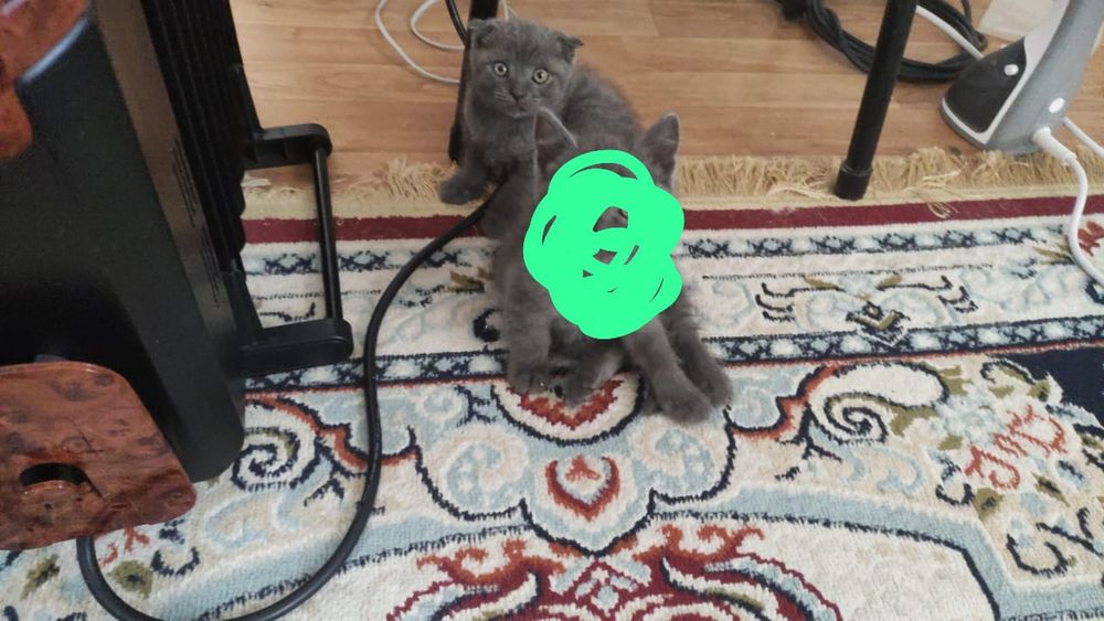 Шотландский веслоухий котенок