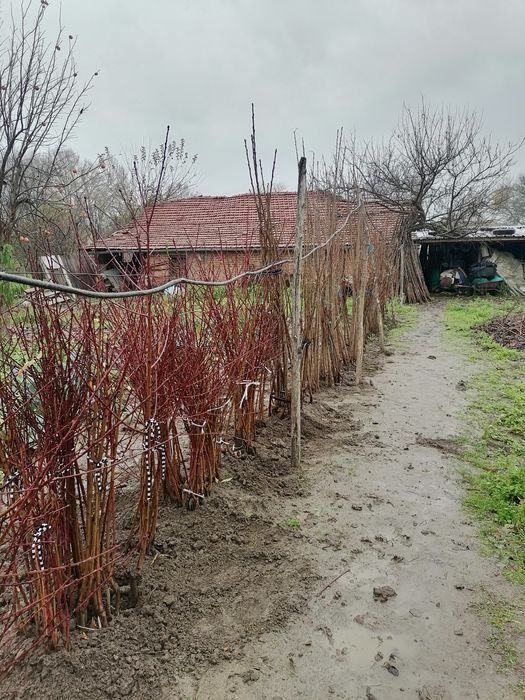 Овощен посадъчен материал Череша и праскова