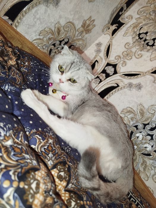 Serebristiy shinshilla fold sotiladi