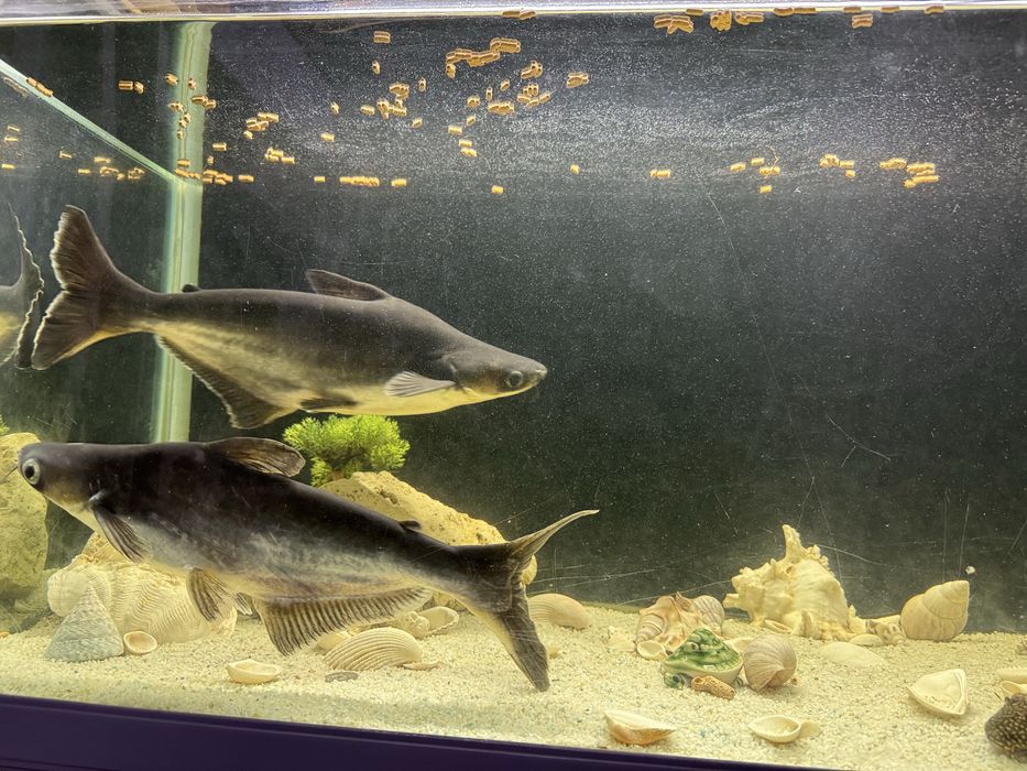 Продам аквариумную рыбу Пангасиус 35 и 45 см длину