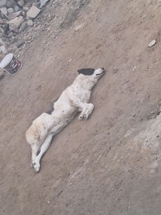 алабай ургашы шшшш