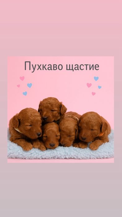 Poodle Toy / Пудел Той