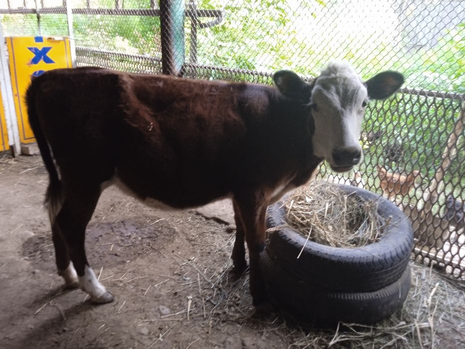 Продам идеальную тёлочку