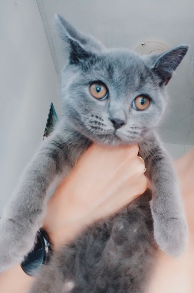Pisoi British shorthair blue