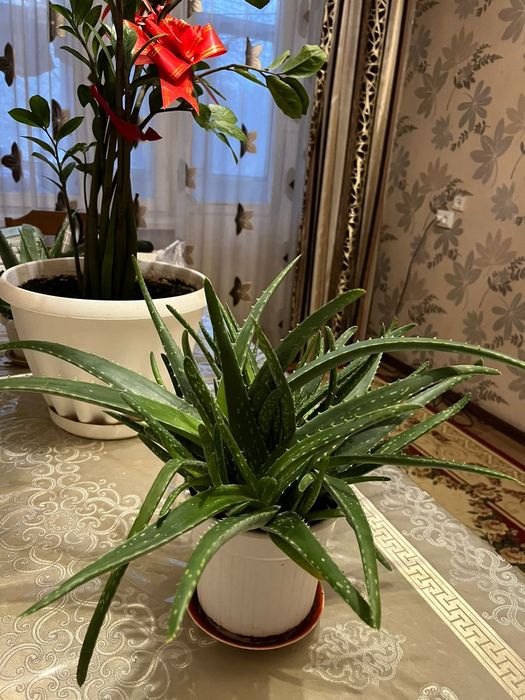 Продаётся Алоэ цветы