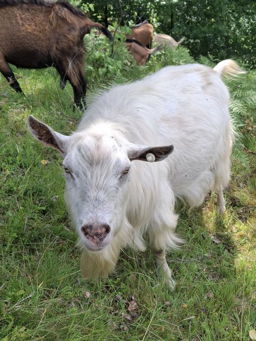 Vând țap sau dau la schimb pe o capra